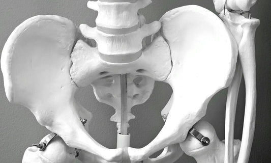 The Wisdom of the Pelvis